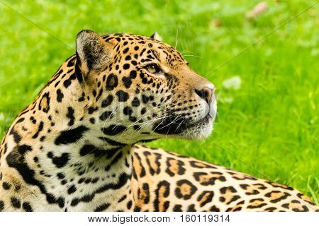 Close-up view of a Jaguar. Panthera onca