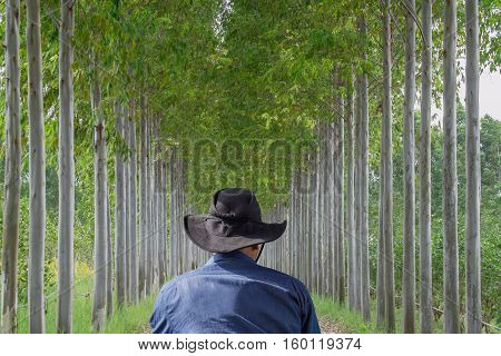 Man wearing jean jecket and black hat standing look row eucalyptus tree.