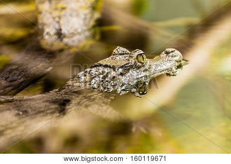 Small Caiman Crocodile in water. Spectacled Caiman.
