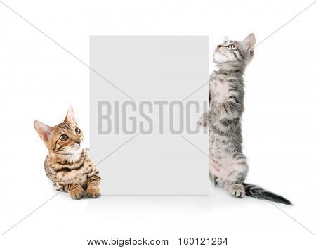 Cute cats with blank card on white background