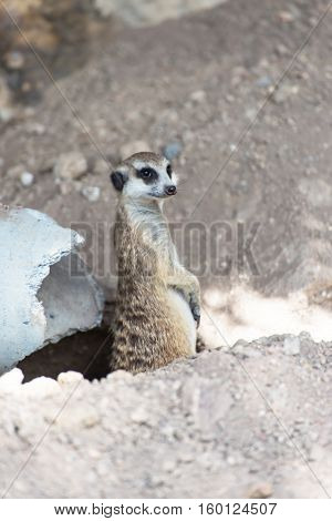 Meerkat standing on stone and looking around