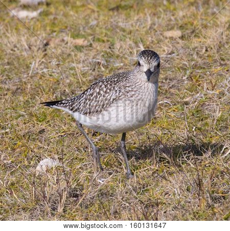 Black-bellied Plover (Pluvialis squatarola) in nonbreeding plumage foraging in the grass