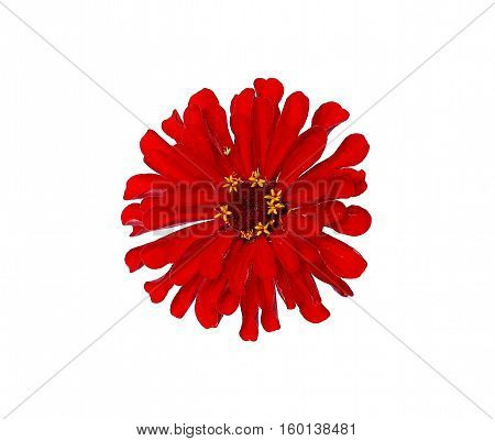 Bright red flower zinnia isolated on white background