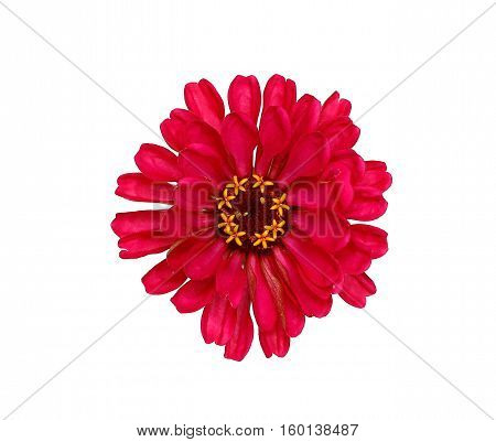 Bright red flower zinnia isolated on white background