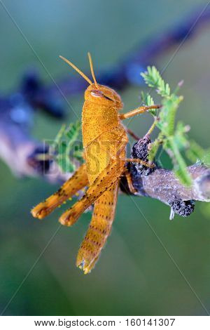 Bright green grasshoppers are found in the grasslands of Mexico. They are called Chapulines and also collected by the local people and are considered a tasty snack when roasted with chilies.