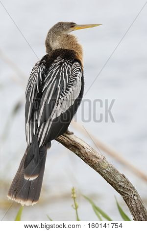 Female Anhinga Perched On A Branch - Melbourne, Florida