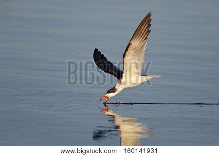 Black Skimmer (Rynchops niger) feeding in the Gulf of Mexico - Cedar Key Florida