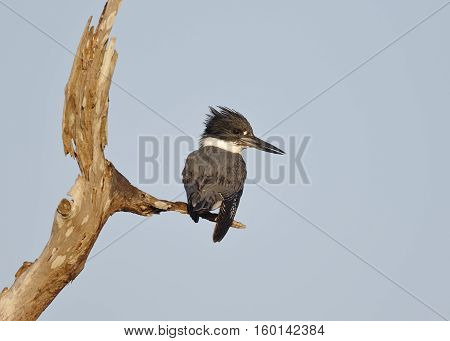 Male Belted Kingfisher Perched On A Dead Branch - Florida