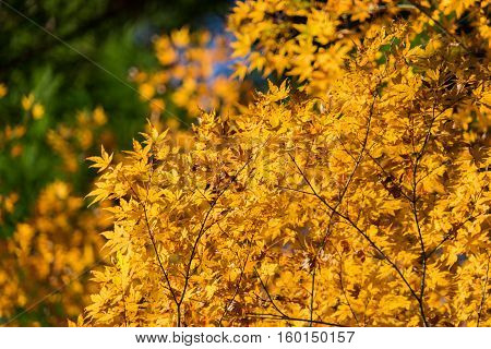 foliage of autumn in Korankei Aichi Japan