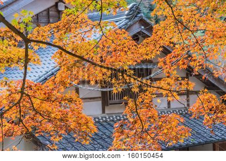 Autumn Foliage With Roof House Background In Korankei, Aichi, Japan