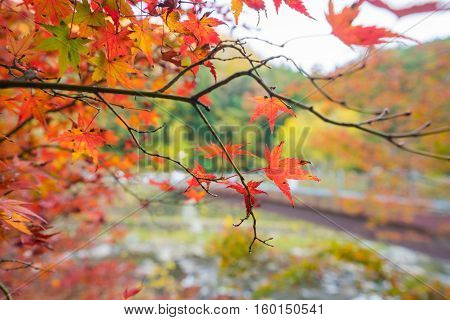 Colorful Autumn Leaf And River In Korankei, Japan