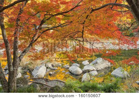 Neon Glow Maple Near River At Korankei - Asuke, Japan