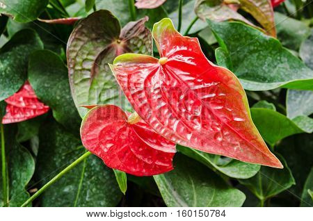 Anthurium or flamingo flower bloom in garden