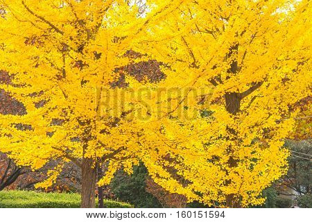 Colorful Yellow Ginko Leaves Branch Tree In Showa Kinen Park, Tokyo, Japan