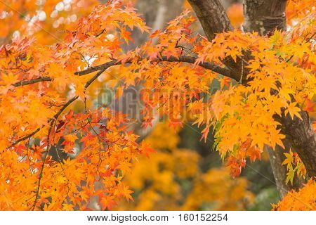 Colorful Red Maple Leaves Branch Tree In Showa Kinen Park, Tokyo, Japan.