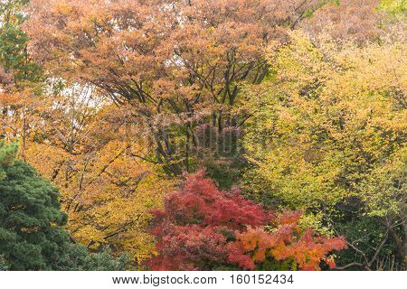 Colorful Red Maple Leaves Branch Tree In Showa Kinen Park, Tokyo, Japan.