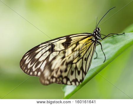 Paper Kite or Large Tree Nymph butterfly - Idea leuconoe