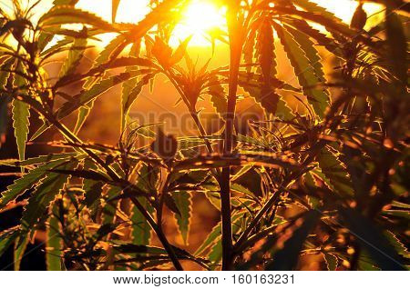 Close up of cannabis plant back-lit by morning sun