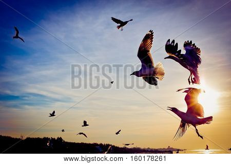 The seagulls flying at sunset and blusky