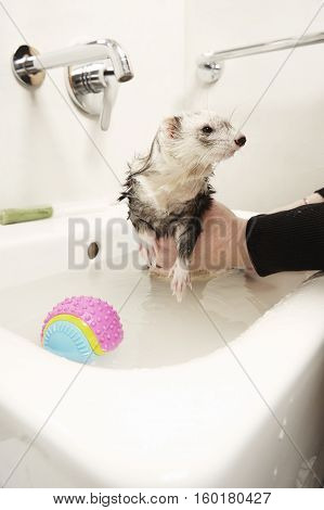 Light ferret female enjoying bath in bathroom