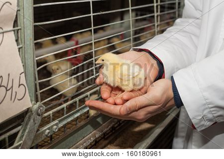 farmer holding a small chicken on his farm
