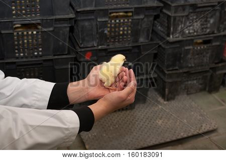 farmer holding a small chicken on his farm