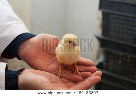 farmer holding a small chicken on his farm