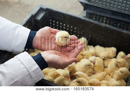 farmer holding a small chicken on his farm