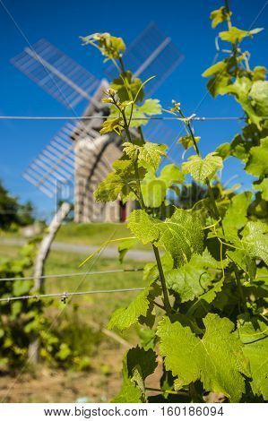 Vineyards With Windmill Near Loupiac, Gironde, France