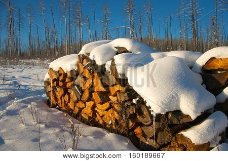 snowy firewoods in winter forest, russia siberia