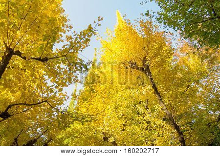 yellow Ginkgo tree from below with blue sky