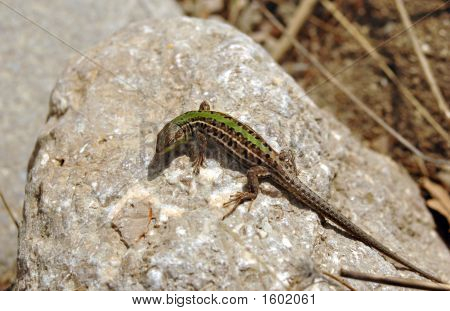 Lizard4