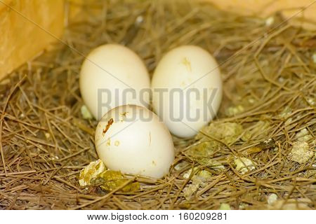 3 eggs on a pile of straw waiting to hatch in coops.