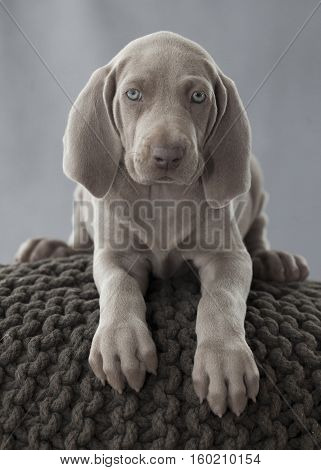 weimar braco puppy with blue eyes over grey pillow