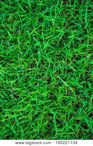 Beautiful Green Grass Feel Fresh Texture