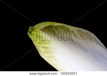 Leaf of green chicory (Belgian endive) vegetable close up isolated on black.
