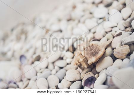 Little seashell lying on the pebble beach of the Adriatic Sea. Stack of rocks with water on the background. Selective focus
