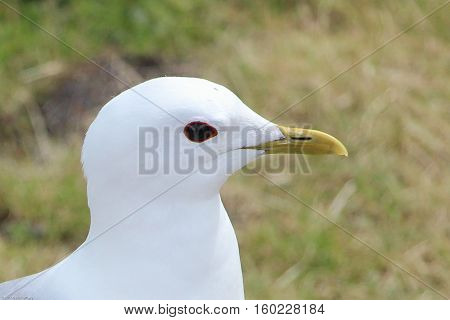 Head shoot of white seagull. Side view.