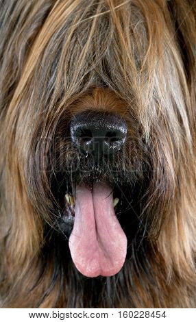 Brie sheepdog, hairy briard big nose dog