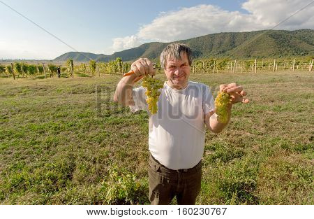 KAKHETI, GEORGIA - OCT 1, 2016: Man working in vineyard during harvest time and shows green grapes on October 1, 2016. Telavi is capital of Kakheti has a population 22000