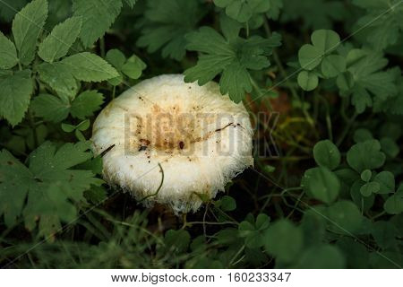 White mushroom Lactarius resimus in wet forest close-up, selective focus