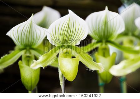 Closed up Paphiopedilum orchid in Doi Tung Chiang Rai Thailand
