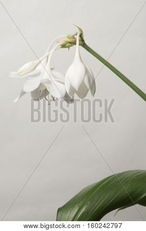 Eucharis grandiflora (Amazom lily) flowers on a green background