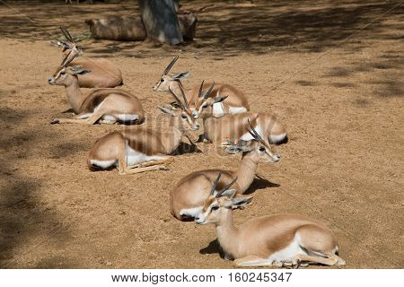 Gacelas dorcas saharianas tomando el sol en el zoo.