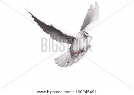 white dove flying on white background for freedom concept in clipping path, international day of peace 2017, pigeon, mail, good news, peace
