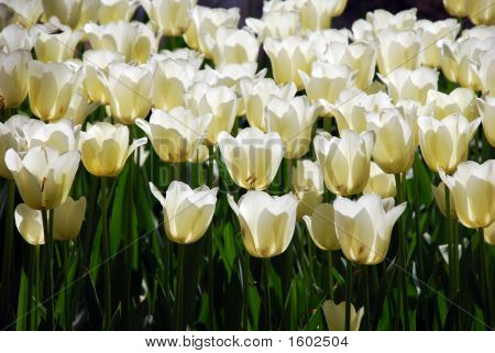 Tulipaner