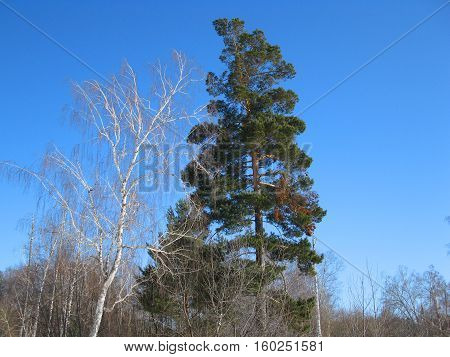 There are blue sky birch and green pine