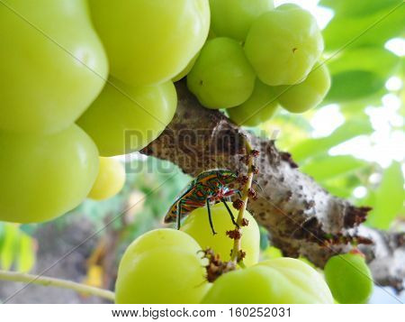 A metallic wood-boring beetle in the gooseberry tree.