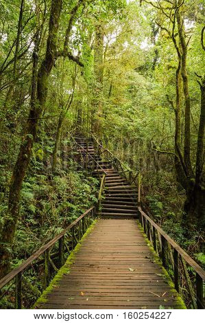 Walkway into the woods, At Doi Inthanon National Park nicknamed 
