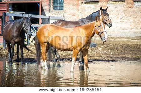 Pregnant mare gold with other mares in the paddock in a pool with the reflection of the sky